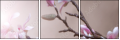 29087666