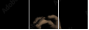 33360952