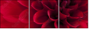 33891278