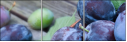43823181