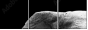 46583459