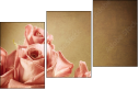 29543249