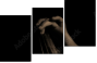 33360952
