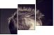 43317658