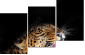 48606369