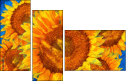 256376669