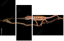 43866850