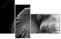 46583459