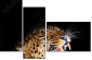 48606369