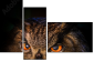 54170088