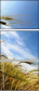 15801667