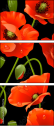 21375276