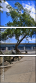21524297