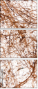 23639472