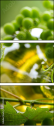 24495232