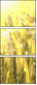 26909775