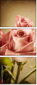 29543249