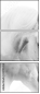 35103653