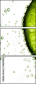 36604434