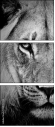 39012933
