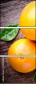 44049006