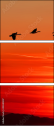 45440307