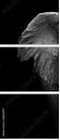 46583459