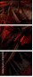 47865482