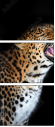 48606369