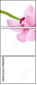 49864251