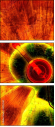 6550561