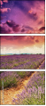 68554494