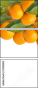 73416065