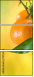 75734413