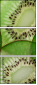 78577804