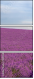 9059586