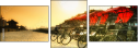 16482031