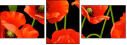 21375276