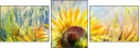 24625631