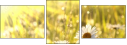 26909775