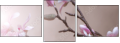 29087666