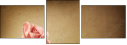 29543249