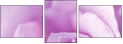 33326432