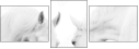 35103653