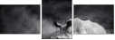 40411231