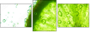 42017906