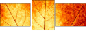 43838542