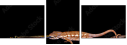 43866850