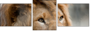 44169584