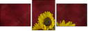 45812888